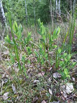 Image of Salix myrtilloides L.