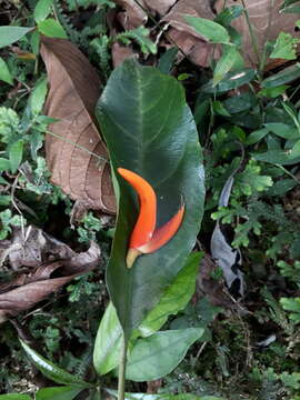 Imagem de Erythrina poeppigiana (Walp.) O. F. Cook