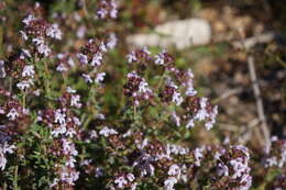 Image of Thymus vulgaris subsp. vulgaris