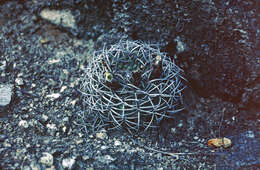 Image of Gymnocalycium pugionacanthum Backeb. ex H. Till