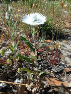 Слика од Helichrysum leucopsideum DC.