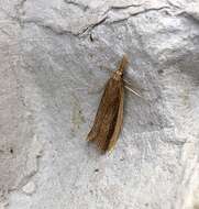 Image of Scarce Water-veneer