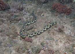 Image of Hawaiian spotted snake eel