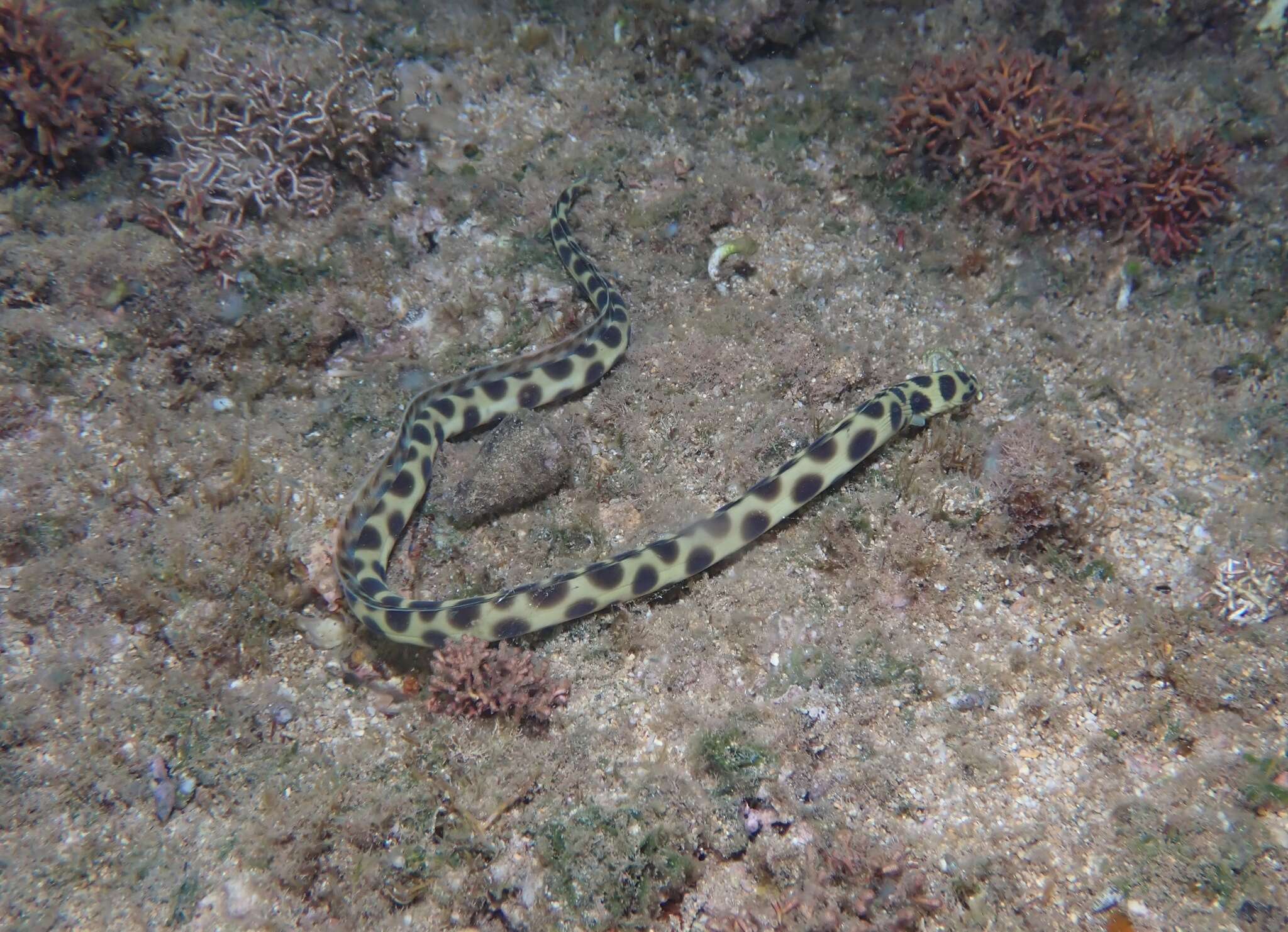 Image of Hawaiian spotted snake eel