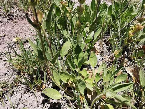 Image of Salvia absconditiflora Greuter & Burdet