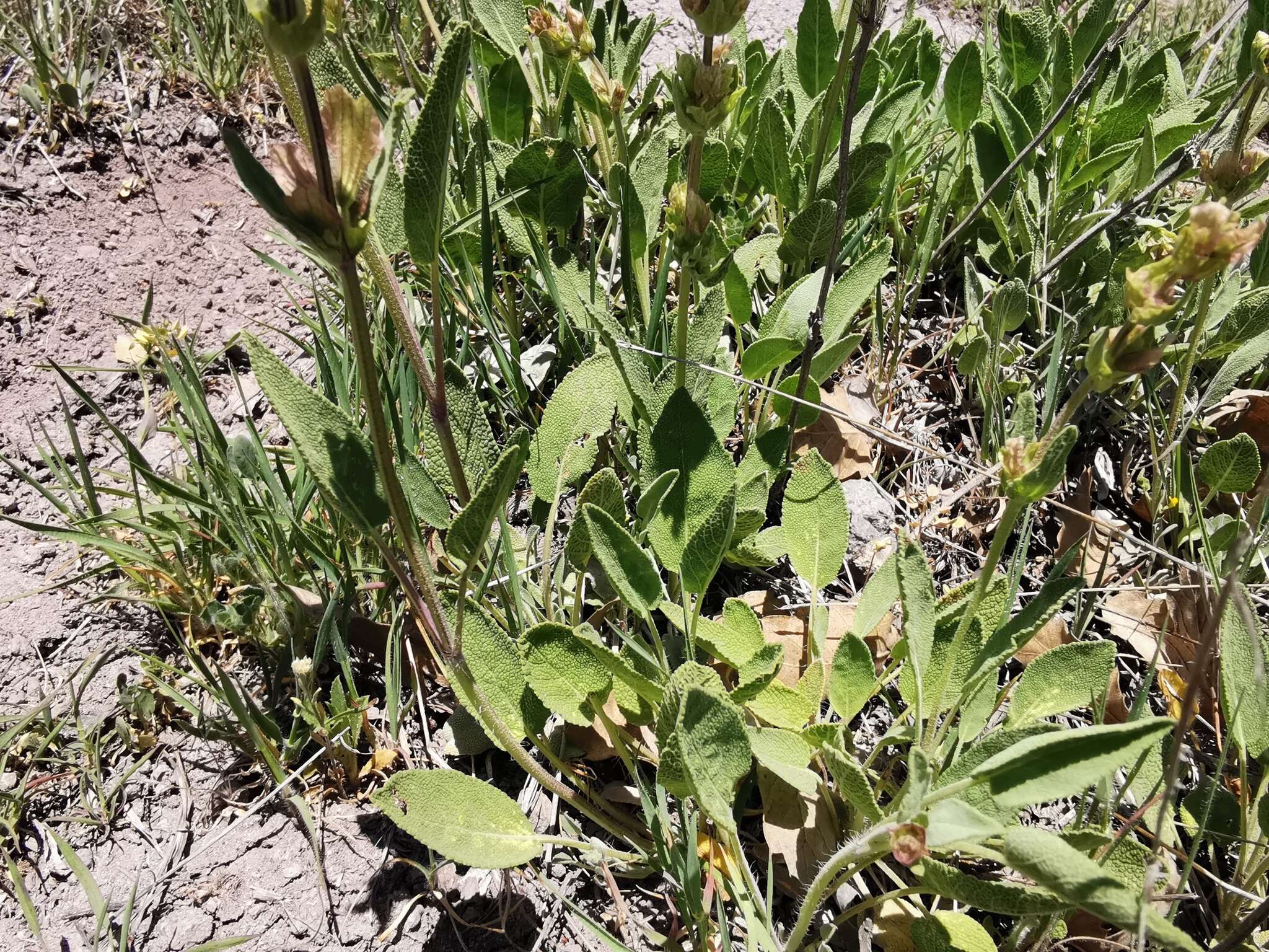 Imagem de Salvia absconditiflora Greuter & Burdet