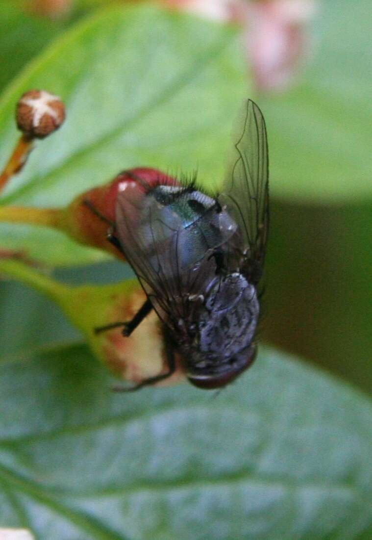 Imagem de Calliphora vicina Robineau-Desvoidy 1830