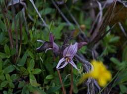 Imagem de Aphyllon californicum subsp. grayanum (Beck) A. C. Schneid.