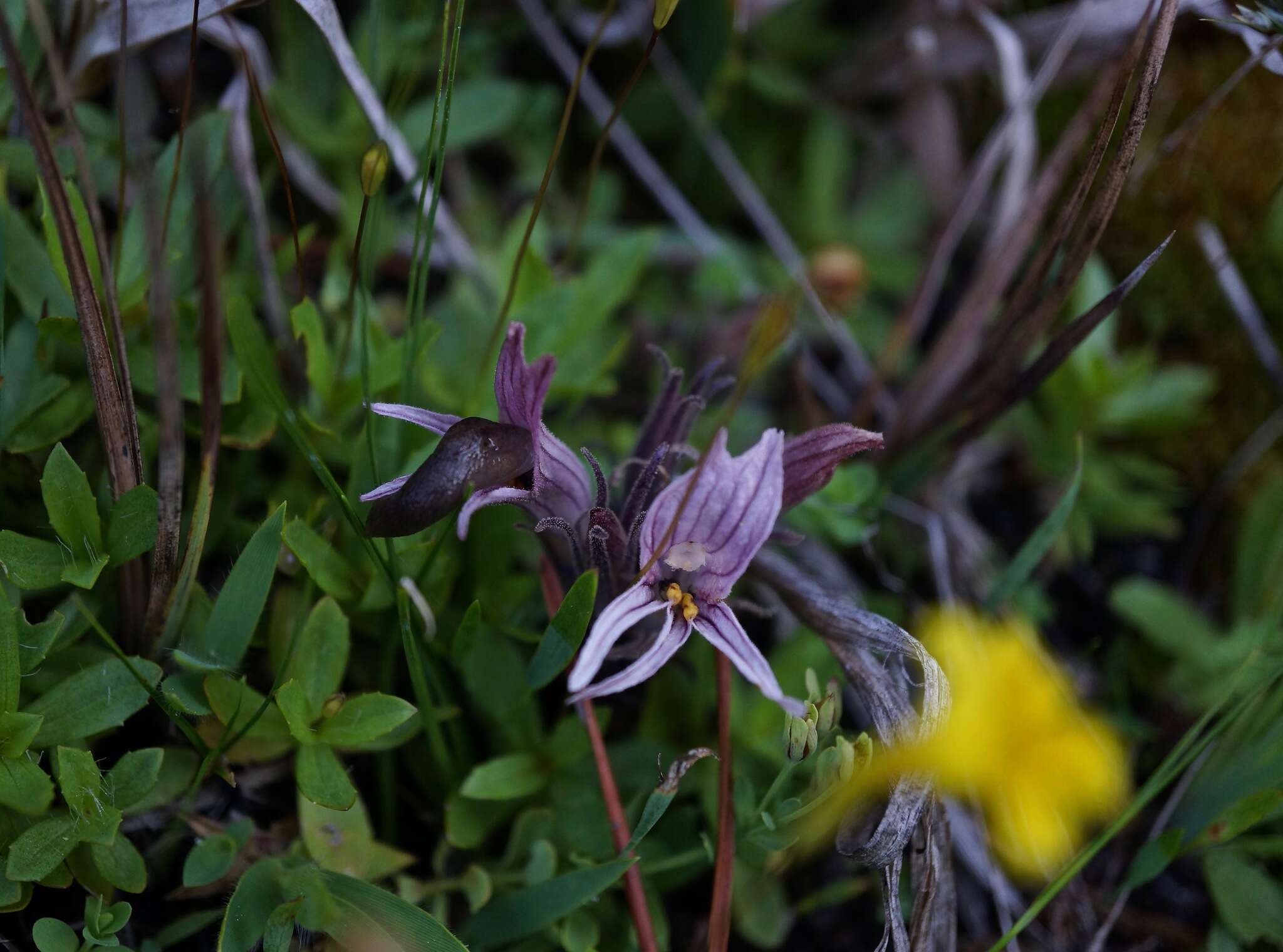 Imagem de Aphyllon californicum subsp. grayanum (Beck) A. C. Schneid.