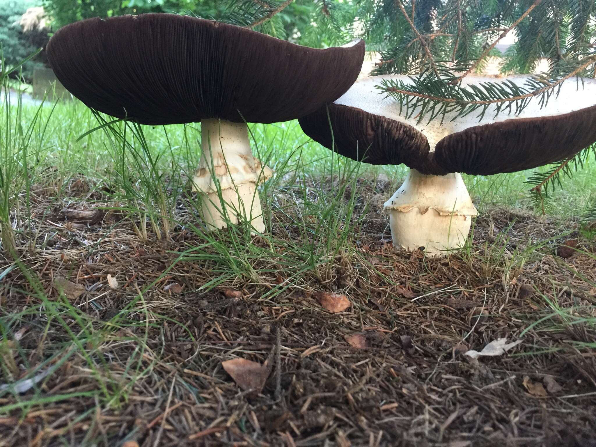 Plancia ëd Agaricus urinascens (Jul. Schäff. & F. H. Møller) Singer 1951