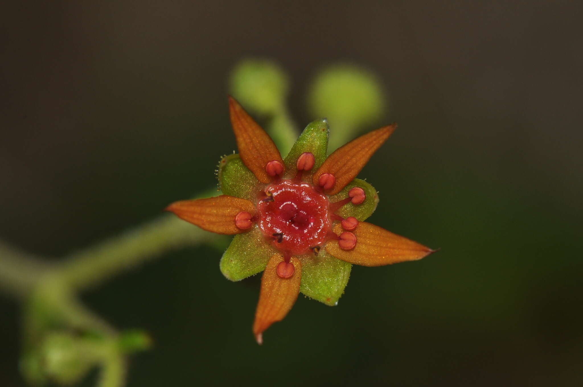 Слика од Saxifraga mutata L.