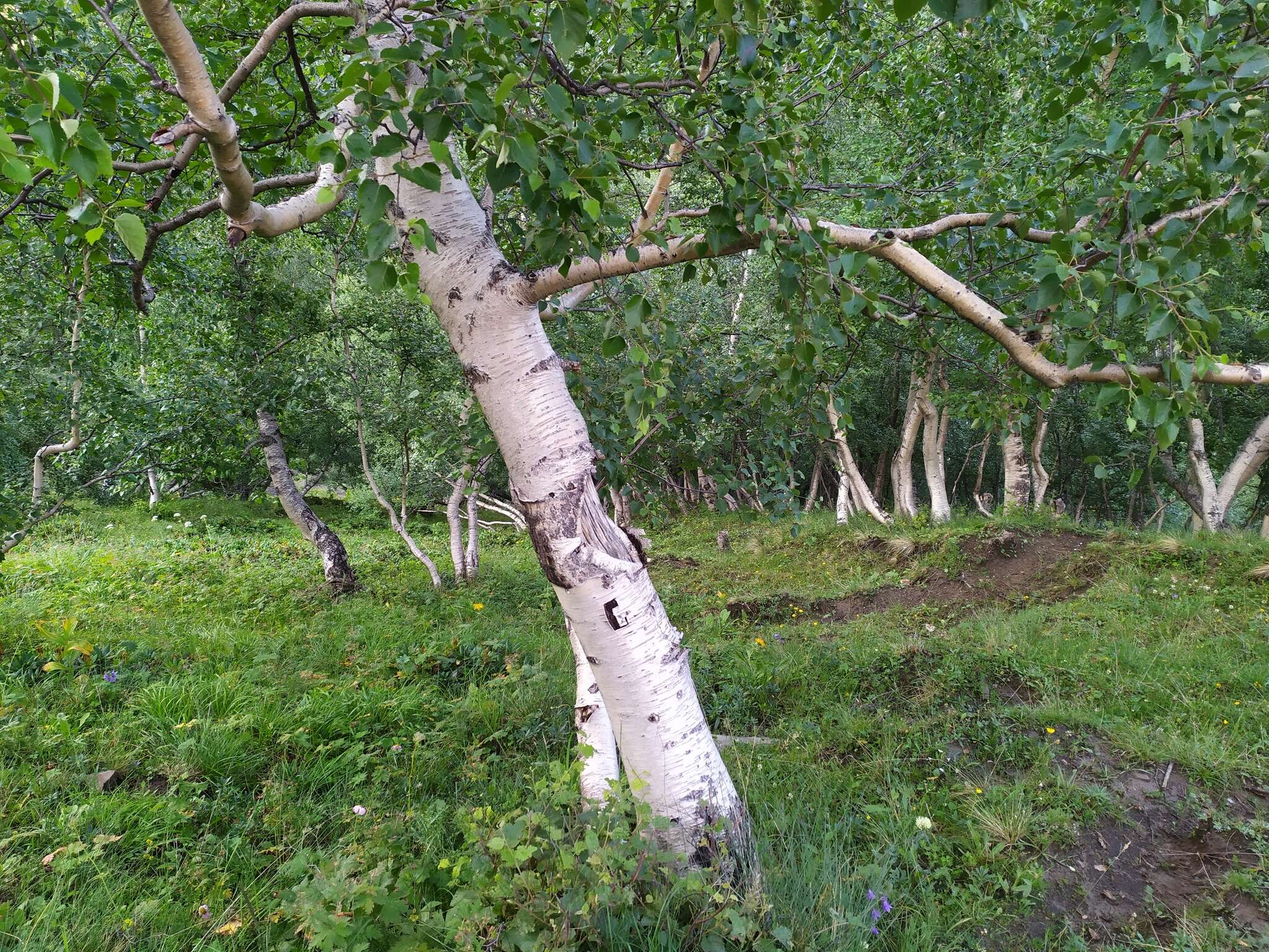 Image of Betula pubescens var. litwinowii (Doluch.) Ashburner & McAll.