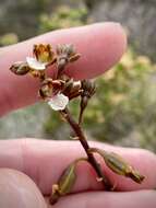 Image of Acrolophia micrantha (Lindl.) Pfitzer