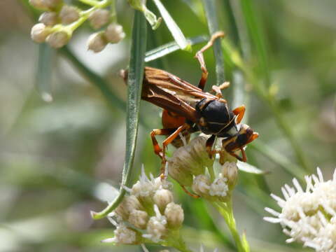 Image of Polistes buyssoni Brethes 1909