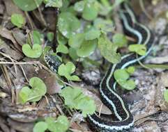 Image of Thamnophis sirtalis similis Rossman 1965