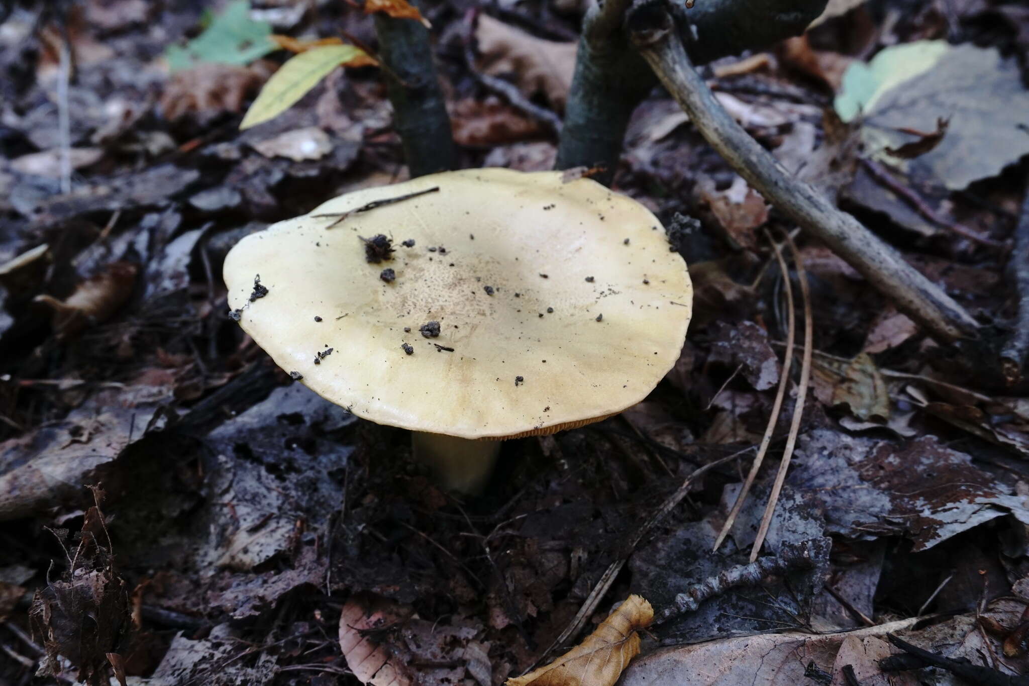 Image of Tricholoma frondosae Kalamees & Shchukin 2001