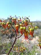 Image of Cotyledon velutina Hook. fil.