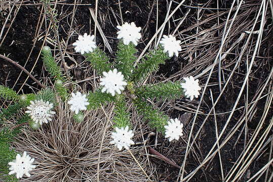 Image of Phylica curvifolia (Presl) Pillans ex Fourc.