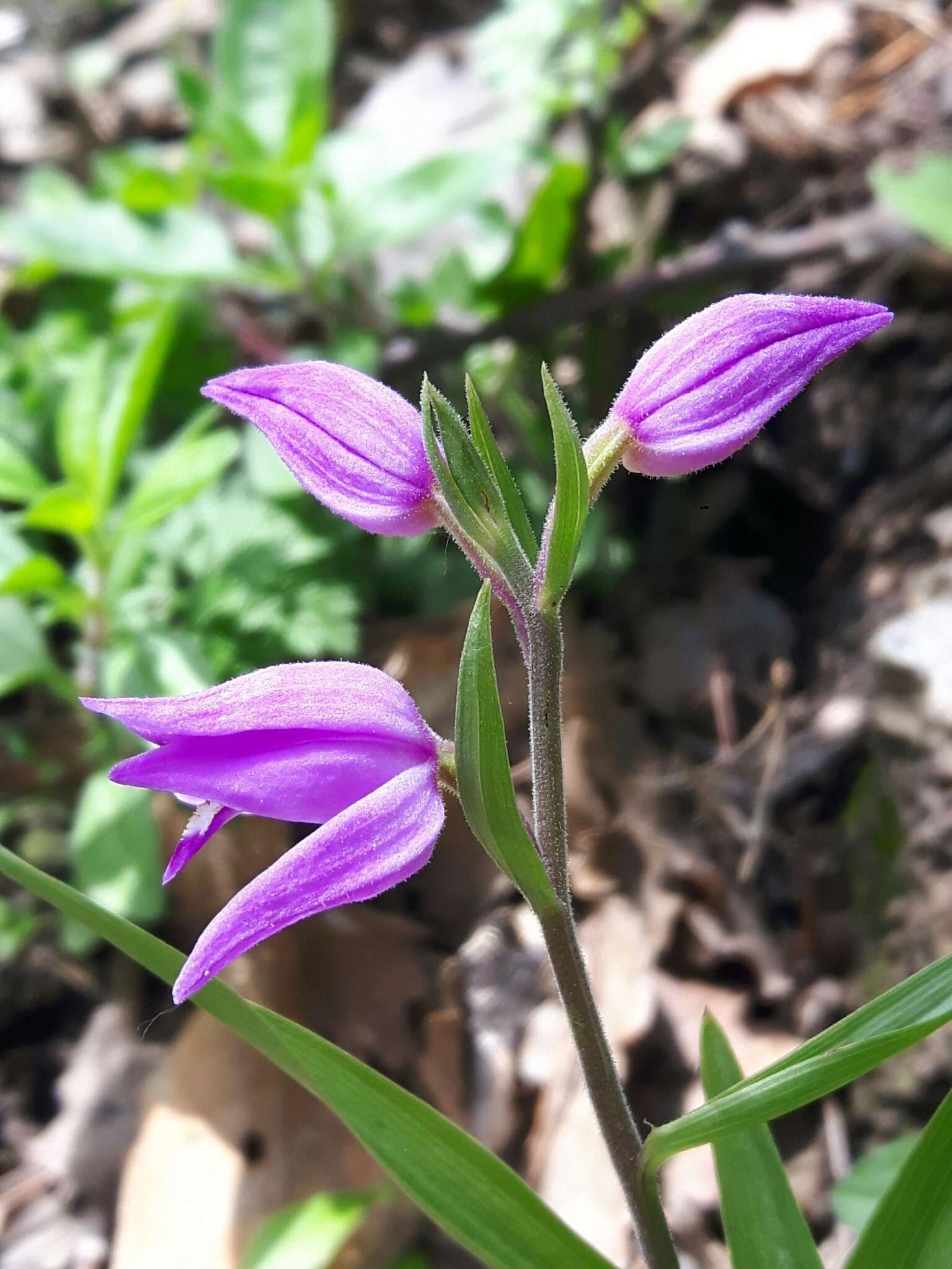 Слика од Cephalanthera rubra (L.) Rich.