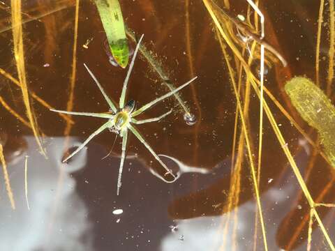 Plancia ëd Dolomedes facetus L. Koch 1876