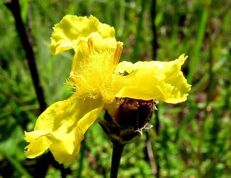 Слика од Xyris capensis Thunb.