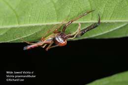 Image of Viciria pavesii Thorell 1877