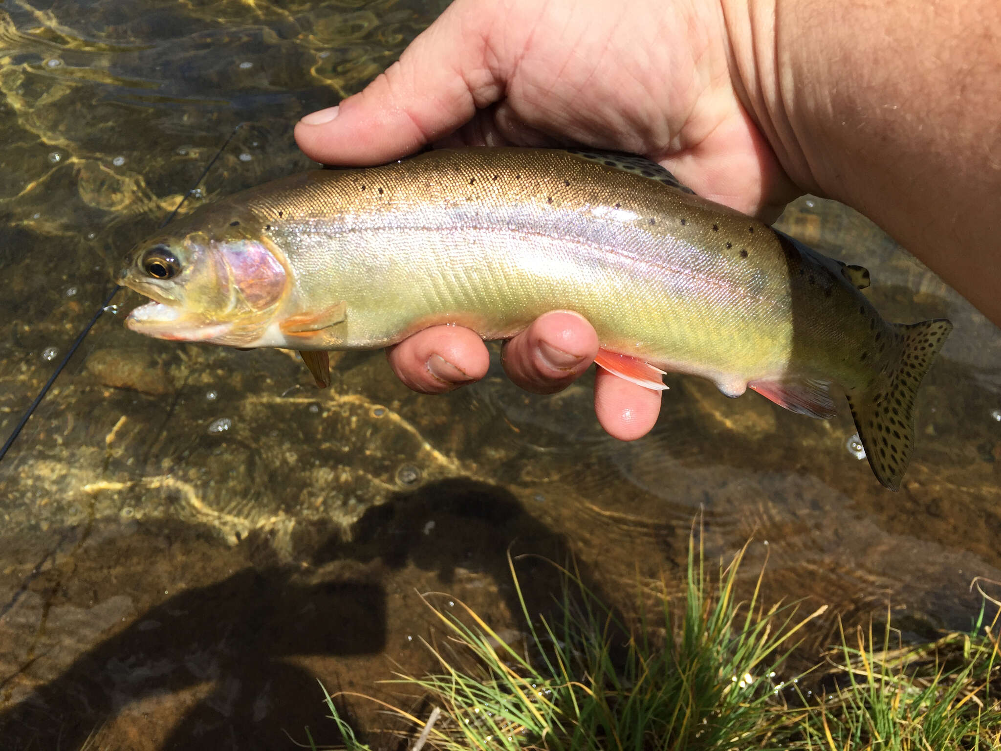 Image of Golden trout