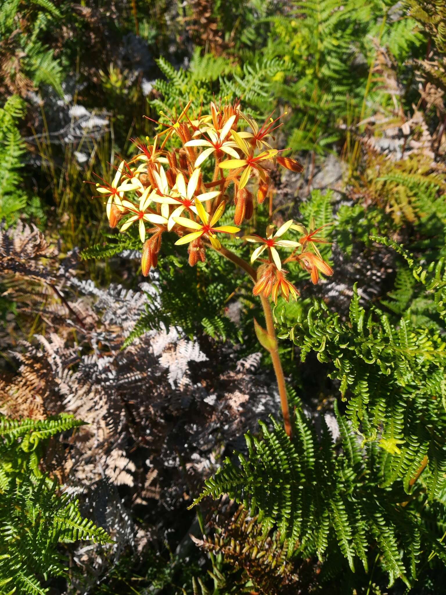 Image of Dilatris viscosa L. fil.