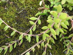 Image of stringy stonecrop