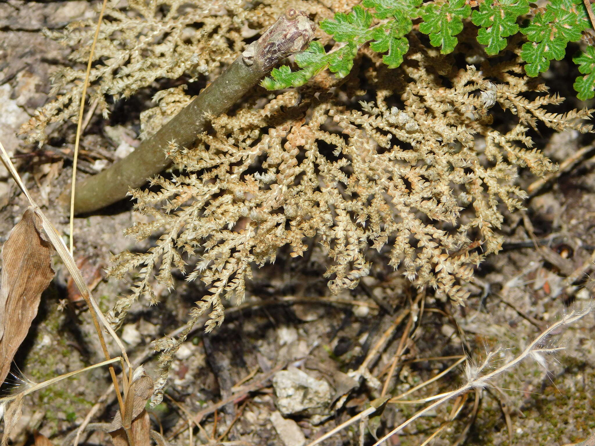 Image of Selaginella pallescens (C. Presl) Spring