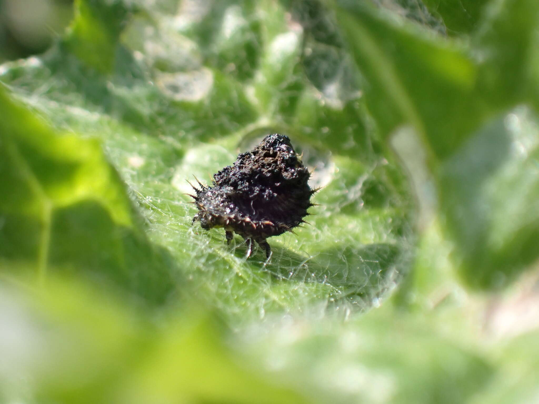 Image of Cassida (Cassida) deflorata Suffrian 1844