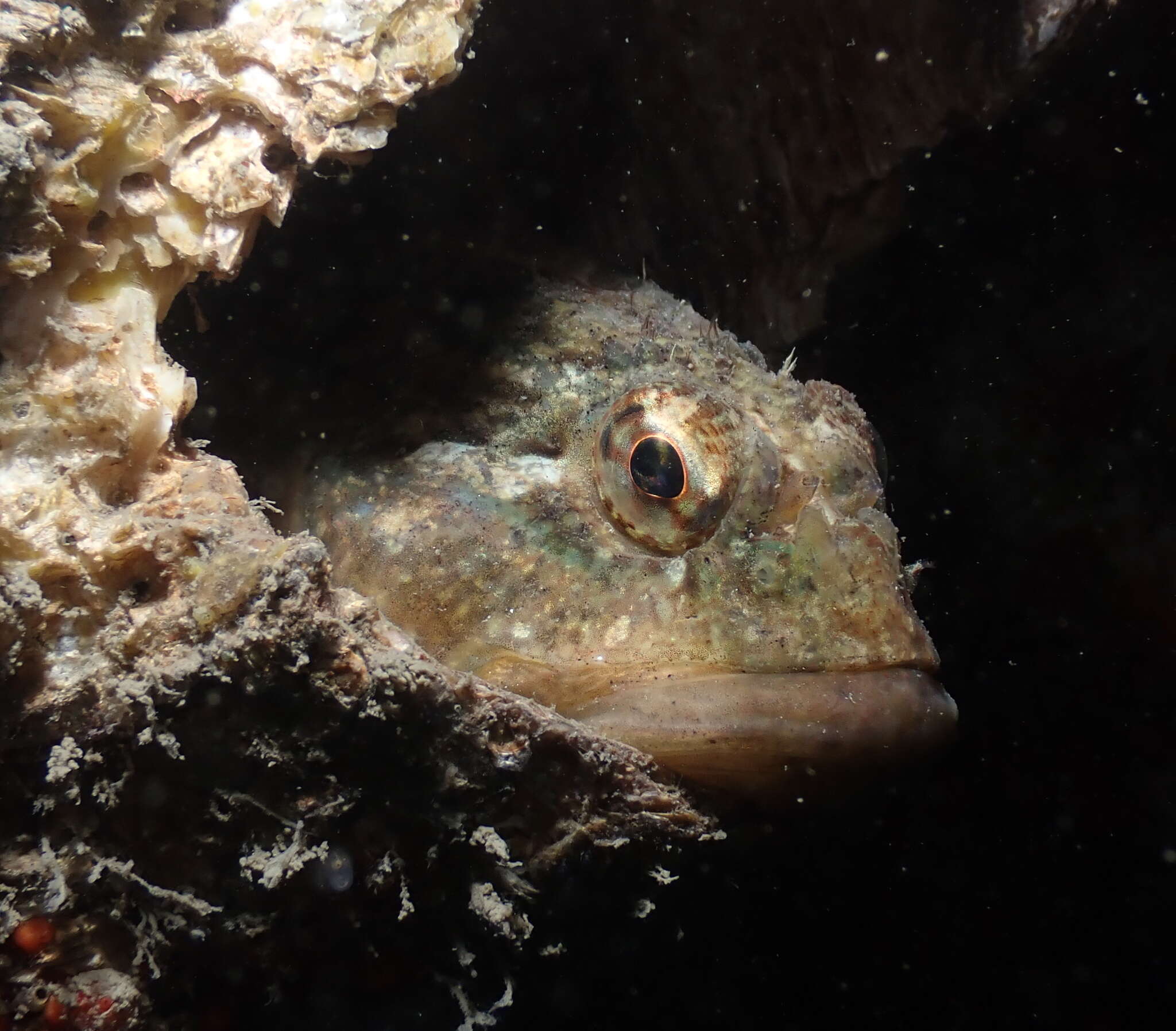 Image of Padded sculpin