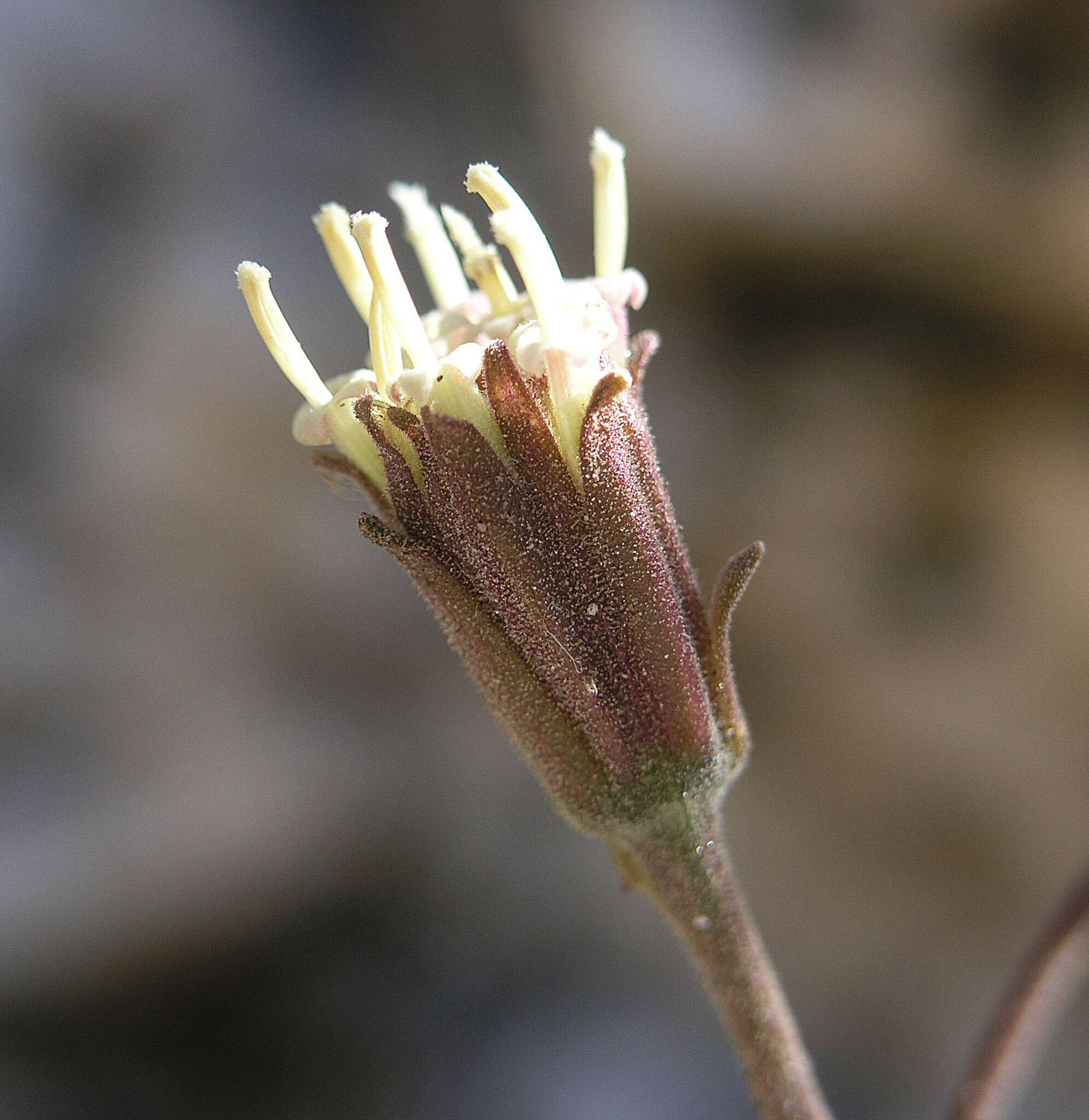 Sivun <i>Chaenactis <i>douglasii</i></i> var. douglasii kuva