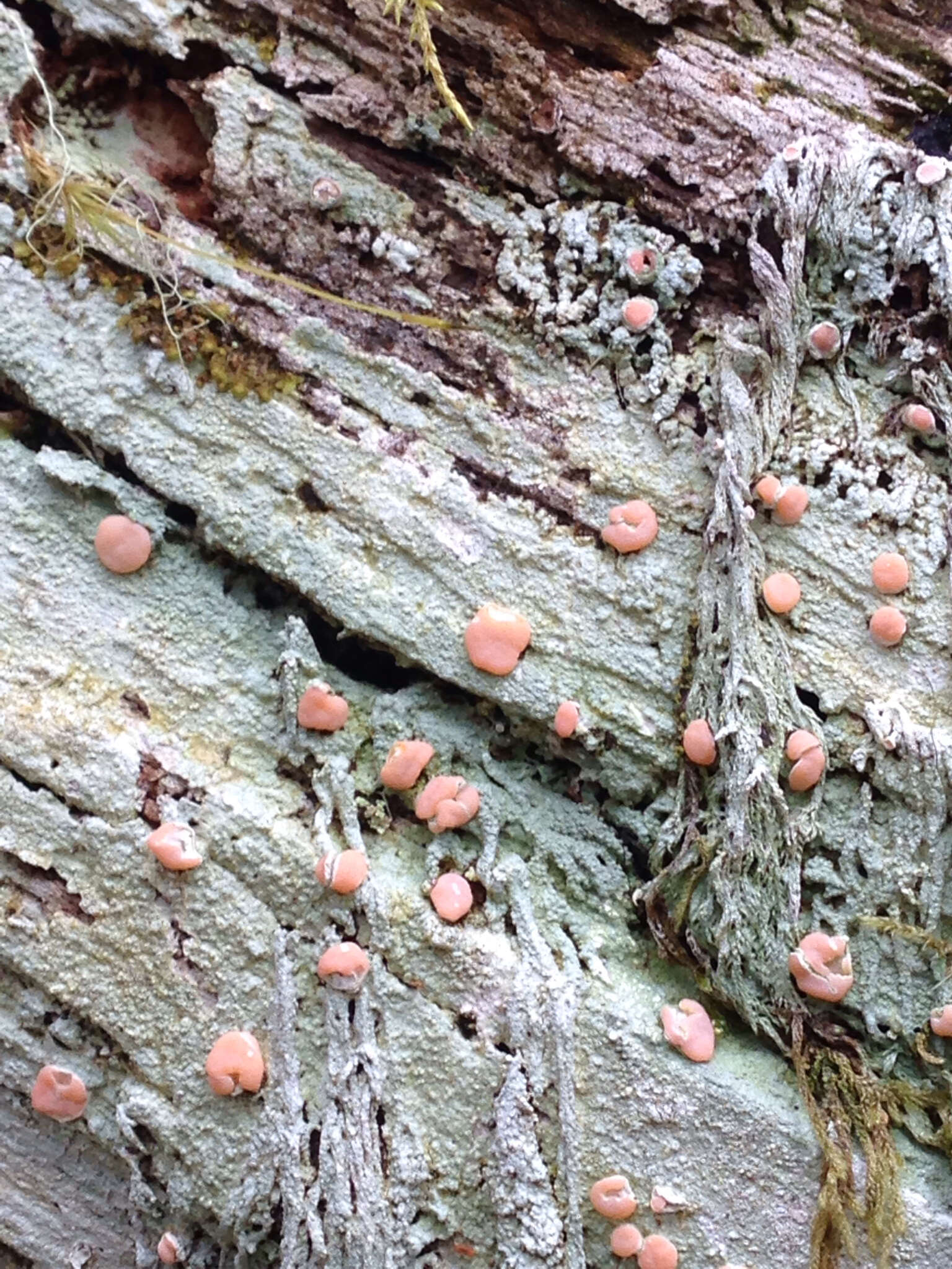 Image of peppermint drop lichen