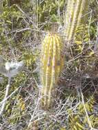 Image of Cephalocereus nudus