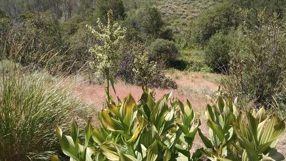 Image de Veratrum californicum Durand