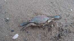 Image of Dana swimming crab
