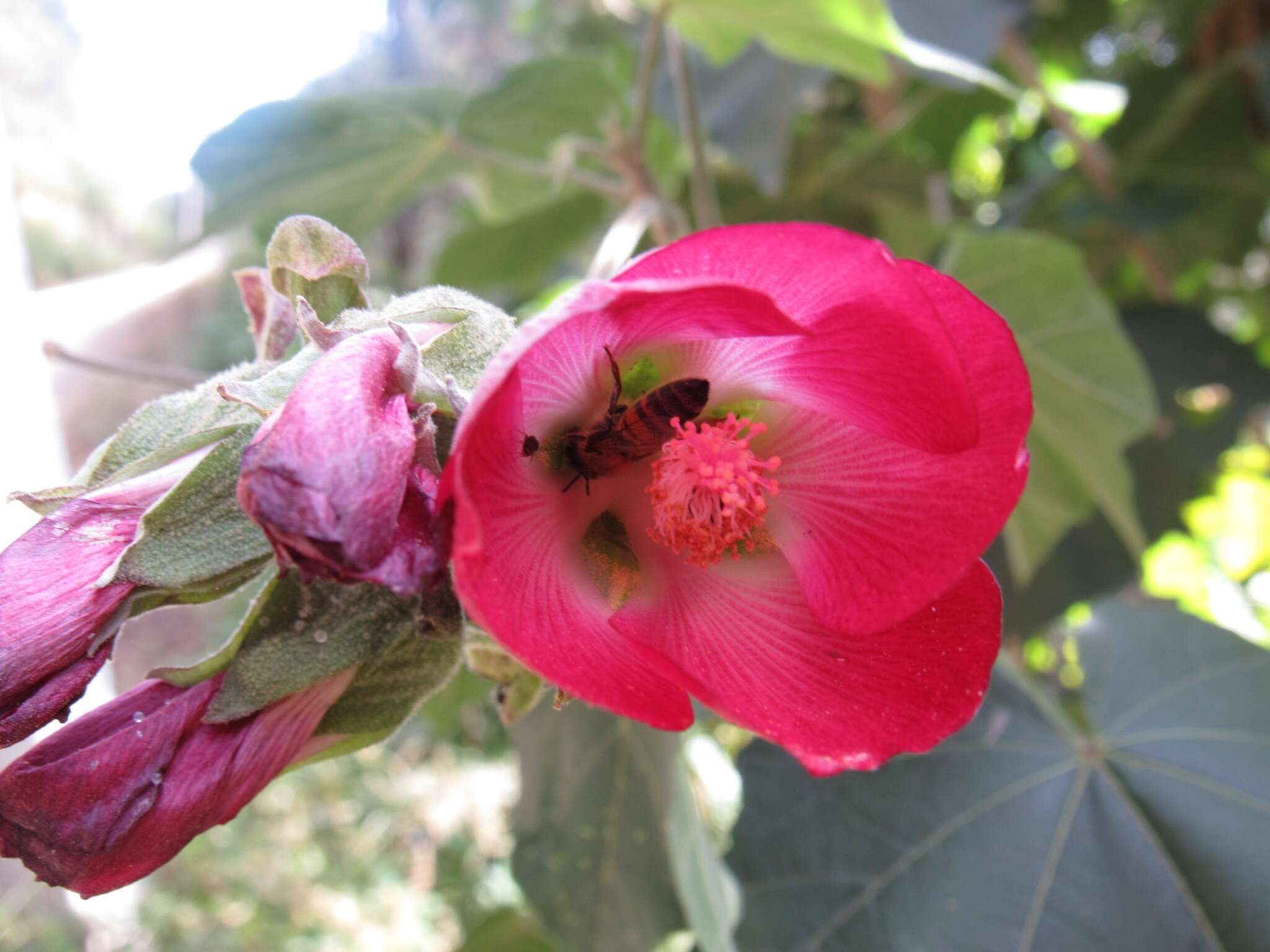 Image de Phymosia rosea (DC.) Kearney