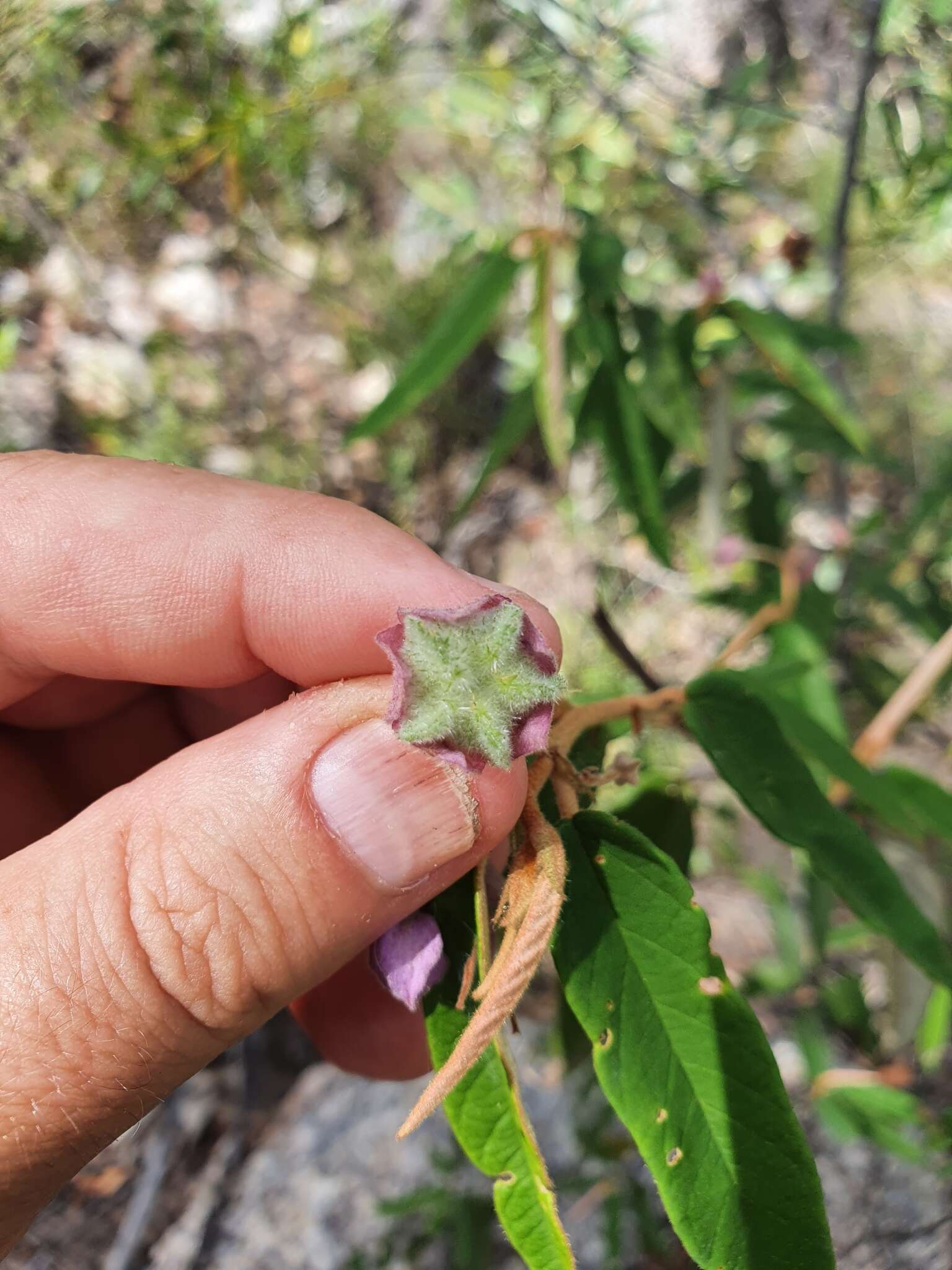 Image of Seringia lanceolata Steetz