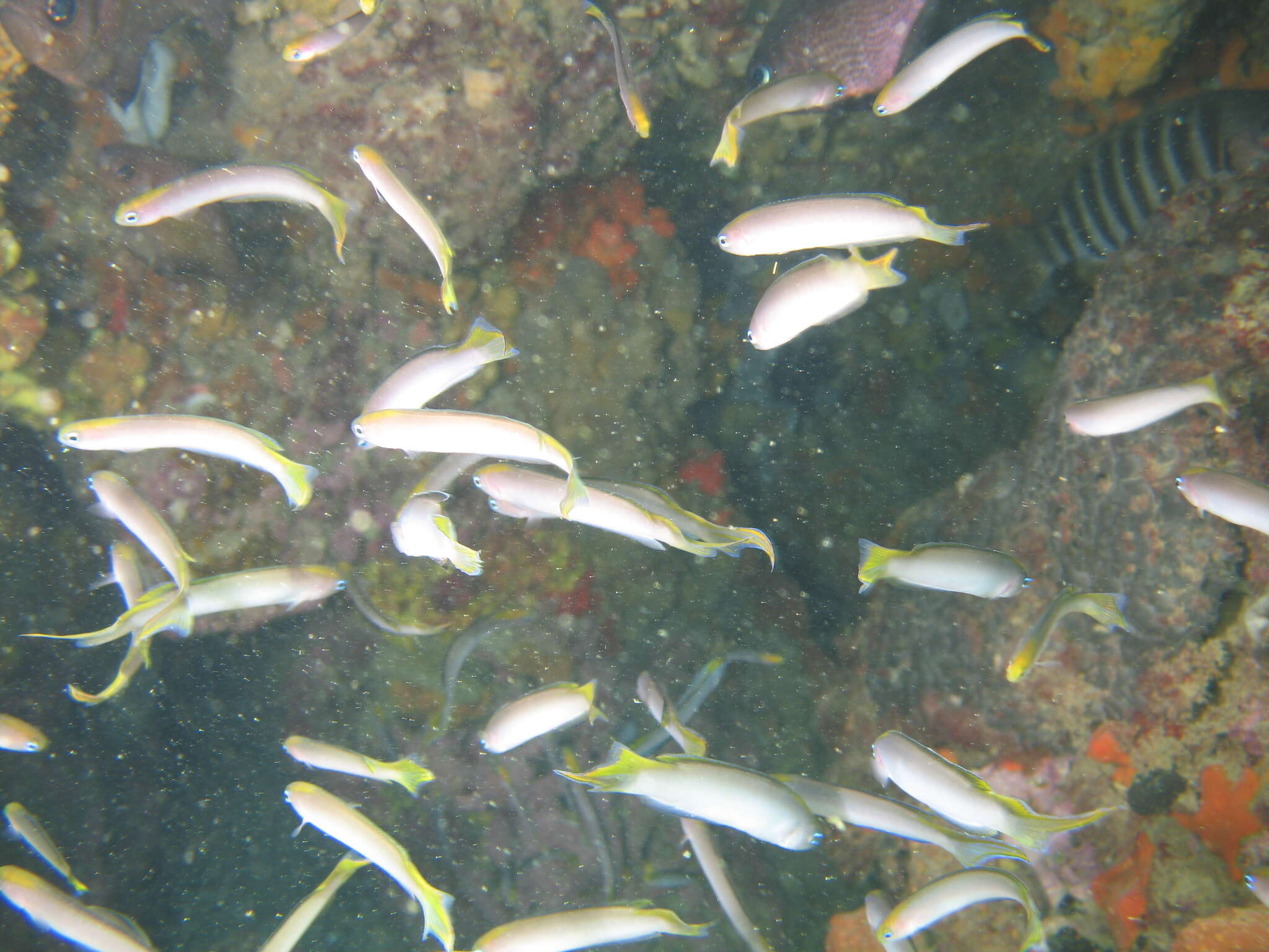 Image of Noarlunga hulafish