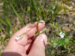 Mecardonia acuminata subsp. peninsularis (Pennell) R. A. Rossow resmi