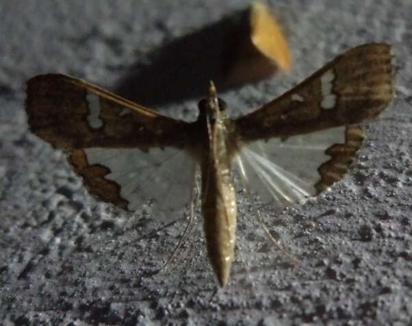 Image of Moth