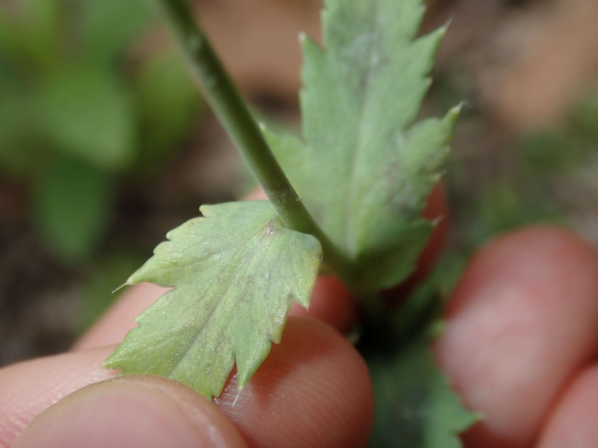 Imagem de Papaver setigerum DC.