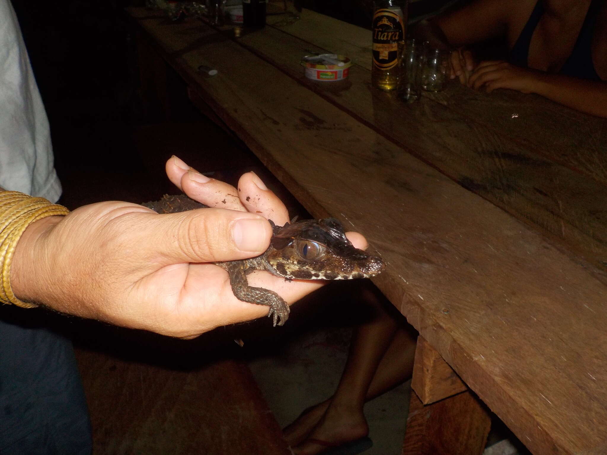 Image of Schneider's Smooth-fronted Caiman