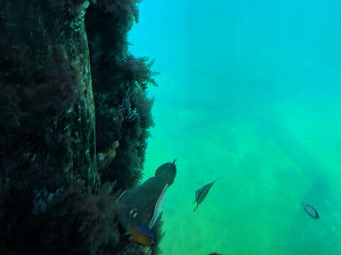 Image of Black-headed chromis