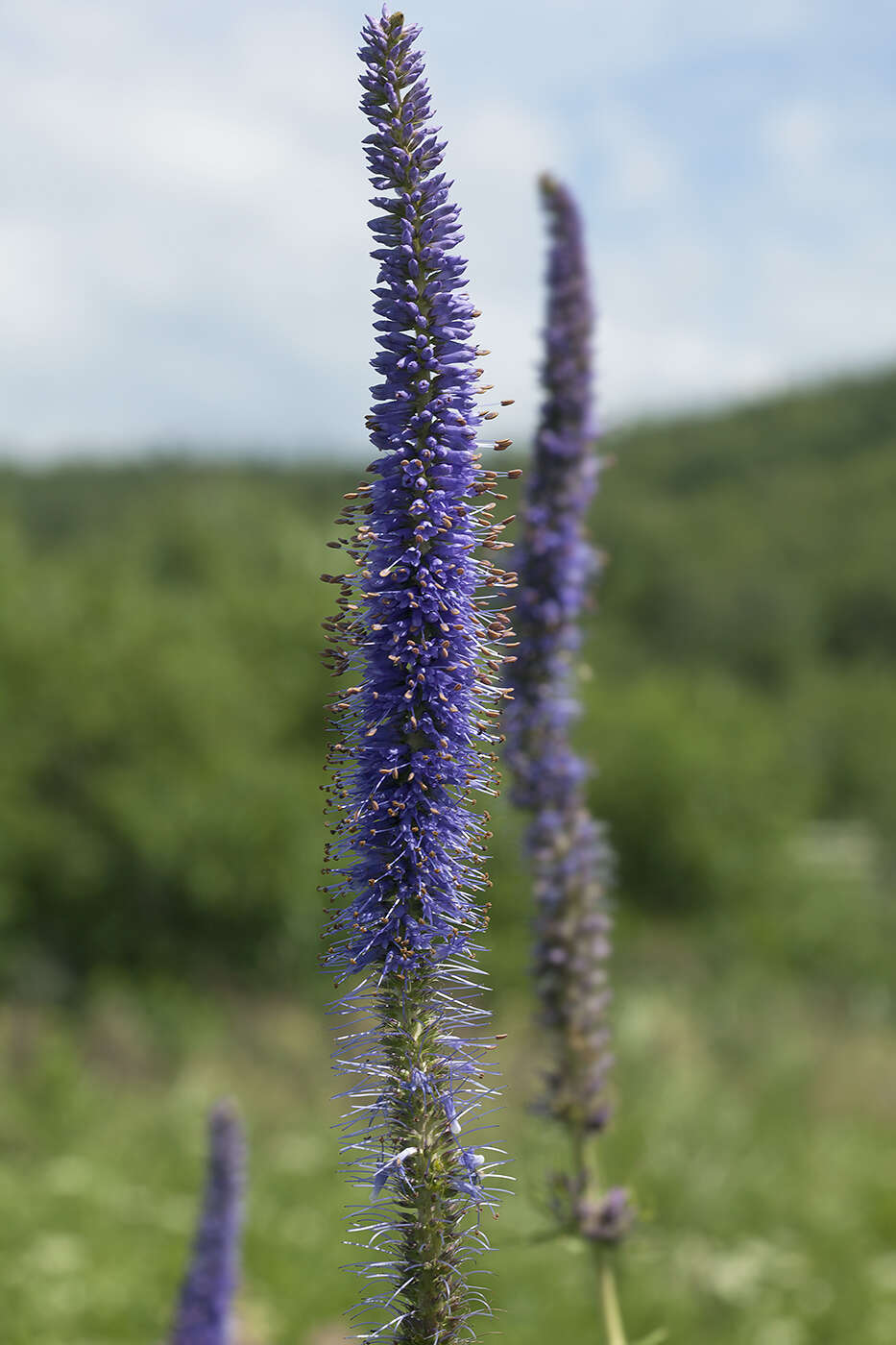 Image de Veronicastrum sibiricum var. yezoense Hara