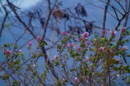 Sivun Bauhinia divaricata L. kuva