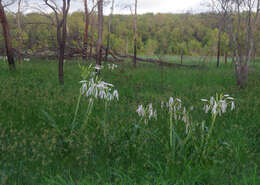 Image of Crinum arenarium Herb.