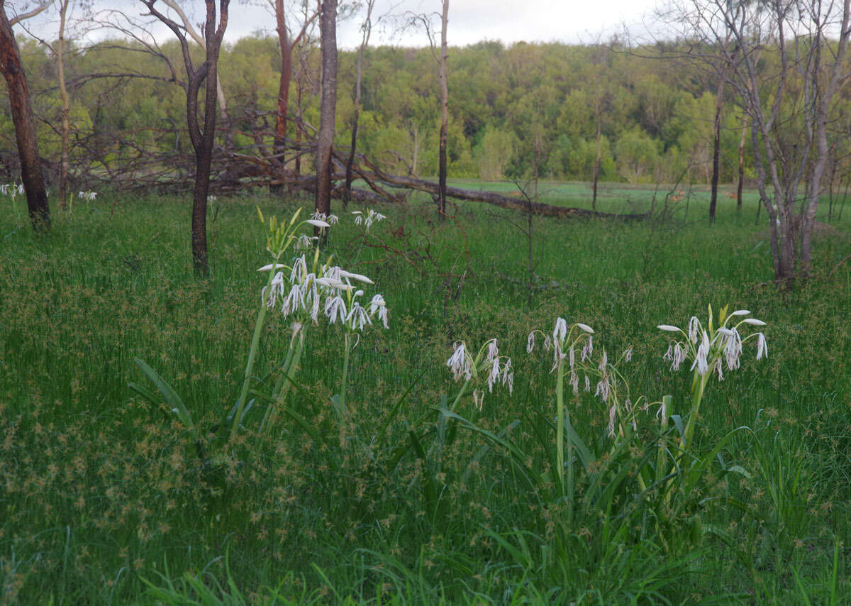 Imagem de Crinum arenarium Herb.