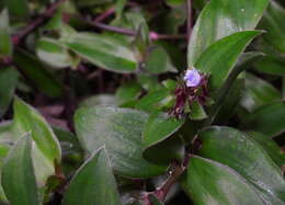 Image de Belosynapsis ciliata (Blume) R. S. Rao